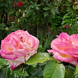 Appartement Les Magnolias, Aubenas